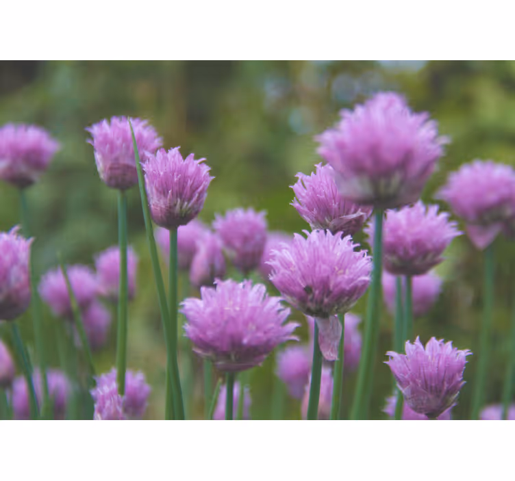 Fotomurale fiori grappolo di fiori di erba cipollina - TenStickers