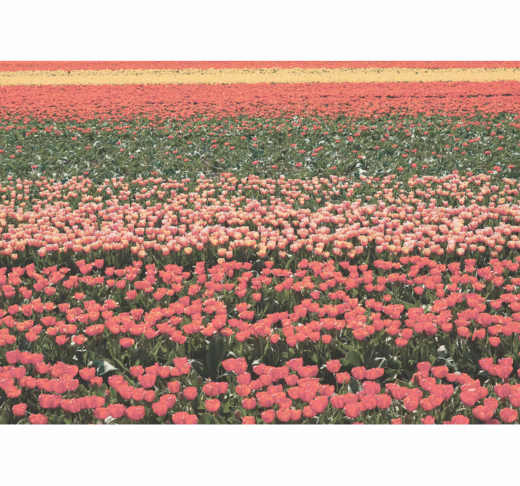 Fotomurale fiori paesaggio di tulipani - TenStickers