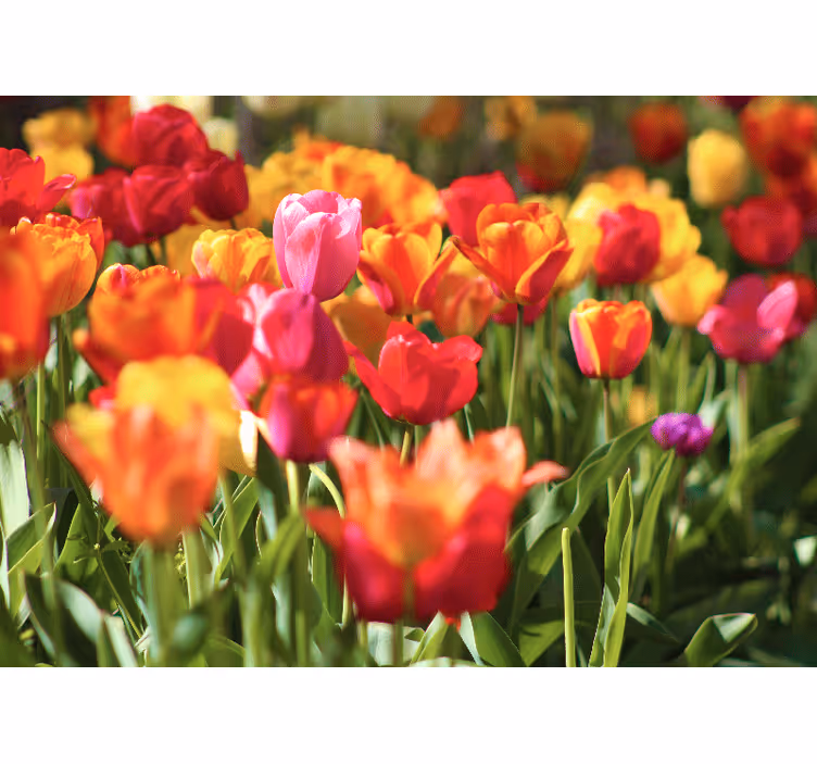 Fotomurale fiori campo di tulipani vibranti - TenStickers