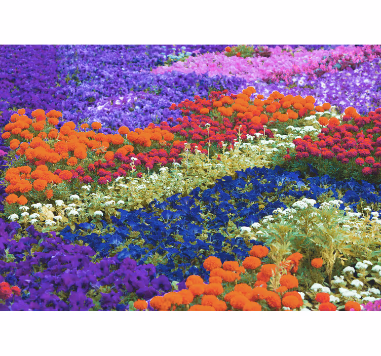 Fotomurali fiori diversi campo colorato - TenStickers