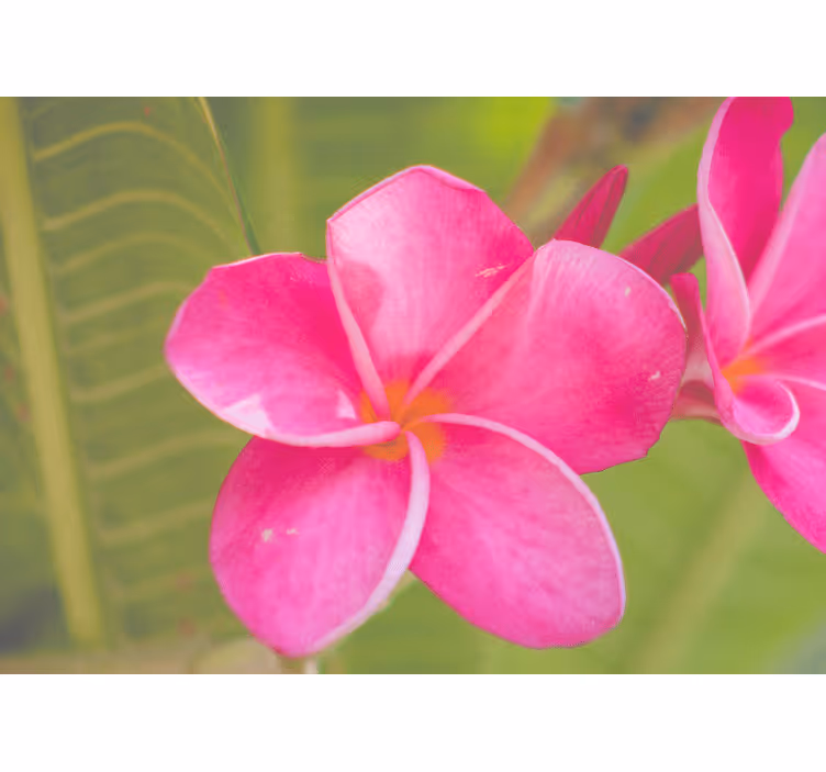 Fotomurale fiori accento floreale rosa - TenStickers