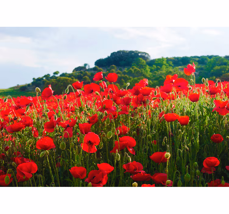 Fotomurale papaveri campo di papaveri rossi - TenStickers