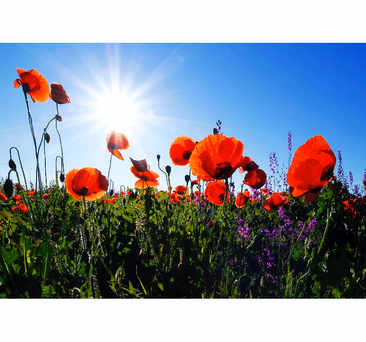 Fotomurale papaveri campo di papaveri soleggiato - TenStickers
