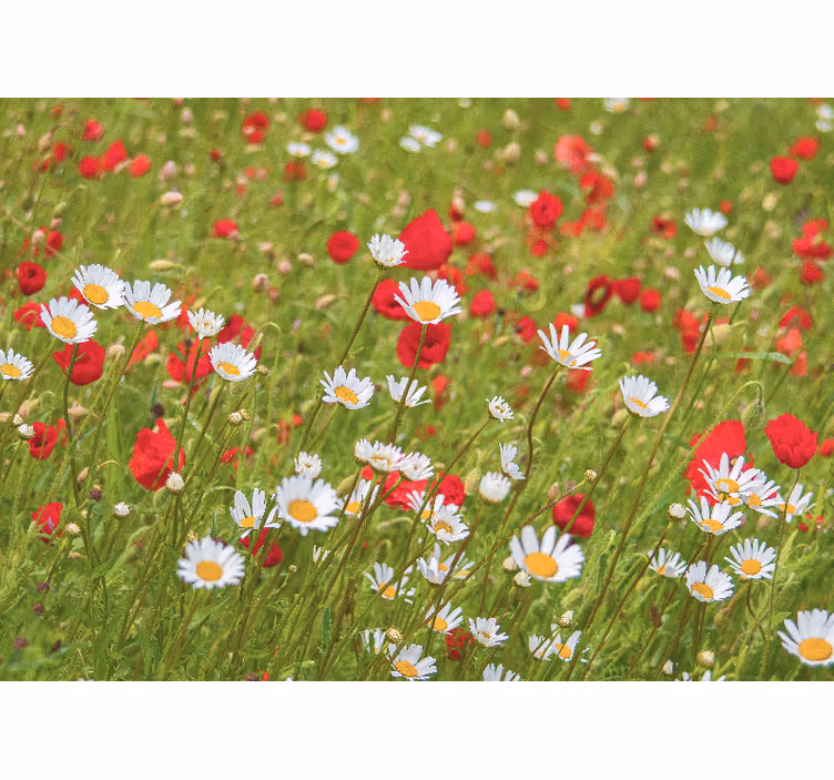 Fotomurale fiori campo di fiori vibranti - TenStickers