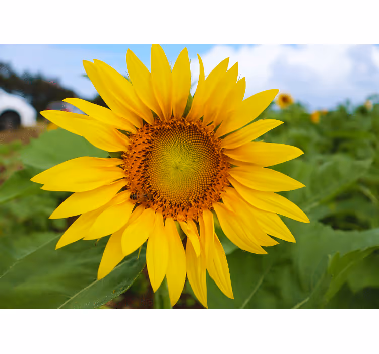 Fotomurale fiori bellezza dei girasoli - TenStickers