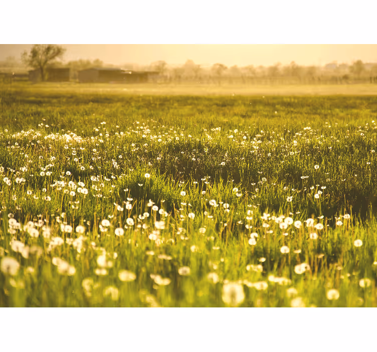 Fotomurale fiori scena di prato con dandelioni - TenStickers