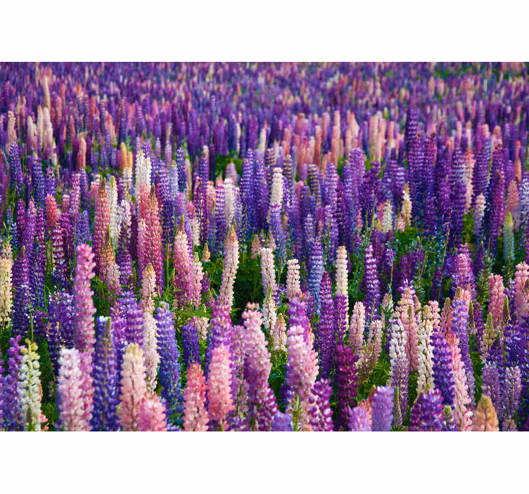 Fotomurale fiori fioriture viola rigogliose - TenStickers
