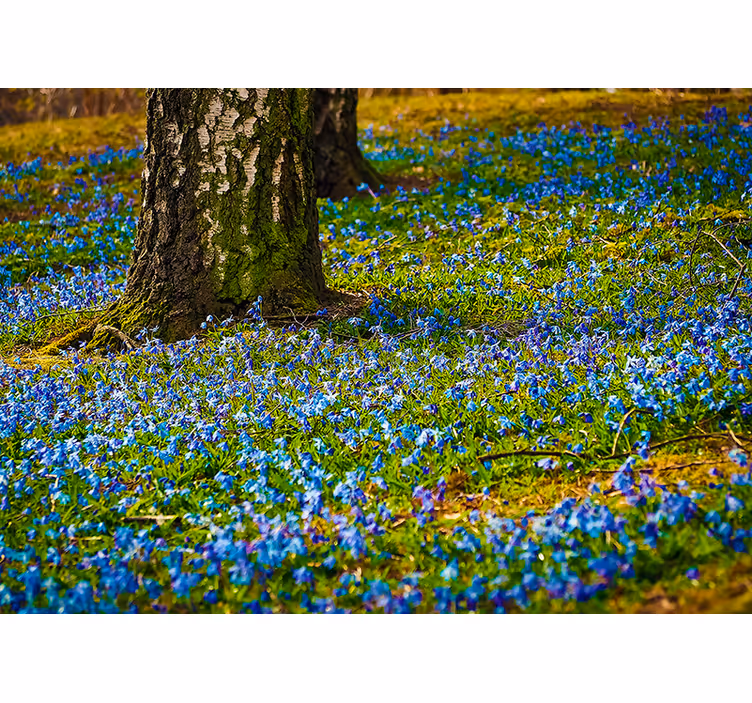 Fotomurale fiori scena di un prato di campanule - TenStickers