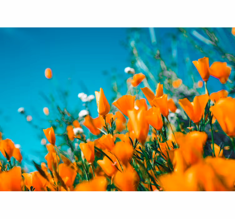 Fotomurale fiori fiori di papavero dorati - TenStickers