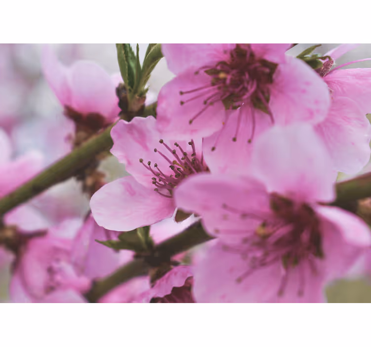 Fotomurale papaveri fiori rosa radiosi - TenStickers
