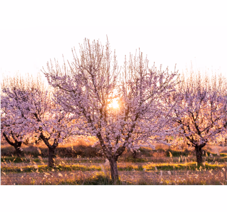 Fotomurale fiori alberi di ciliegio in fiore - TenStickers