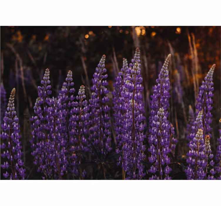 Fotomurale fiori campi di fiori viola - TenStickers