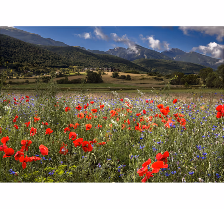 Fotomurale fiori vista di un campo di papaveri - TenStickers