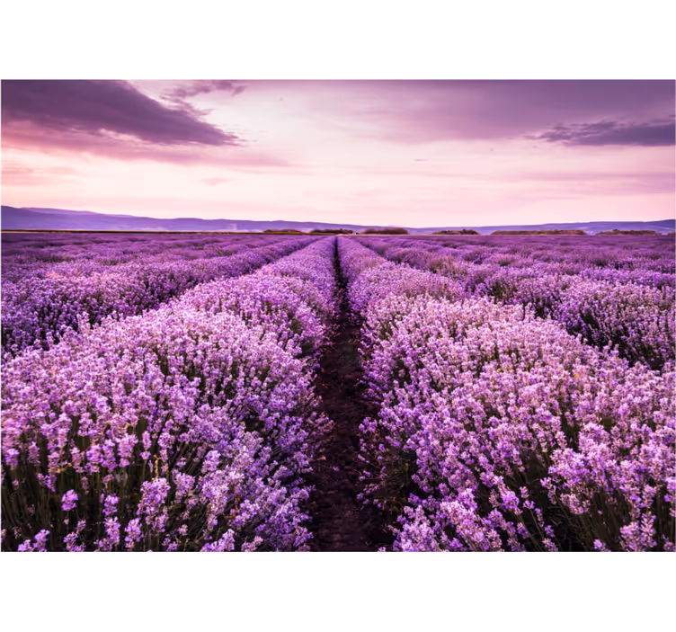 Fotomurale fiori campi di lavanda sereni - TenStickers