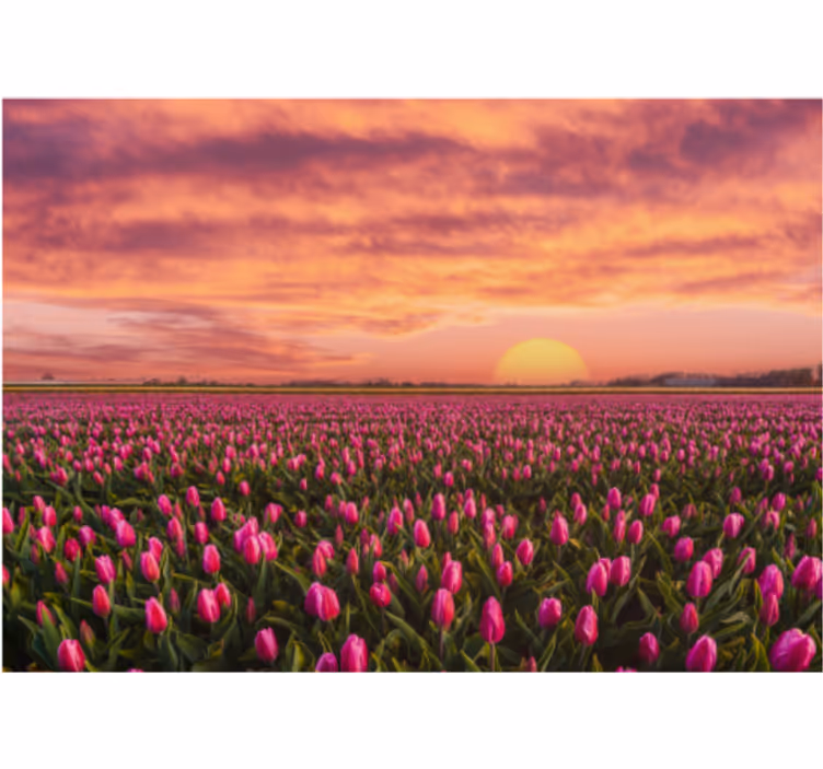 Fotomurale fiori campo di tulipani al tramonto - TenStickers