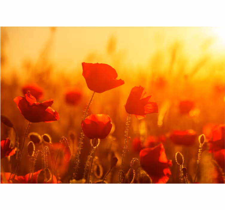Fotomurale papaveri alba nel campo di papaveri - TenStickers