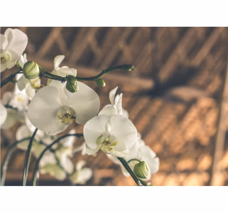 Fotomurale orchidee fioriture eleganti - TenStickers