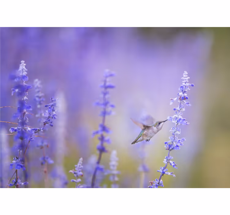 Fotomurale fiori colibrì e fiori - TenStickers