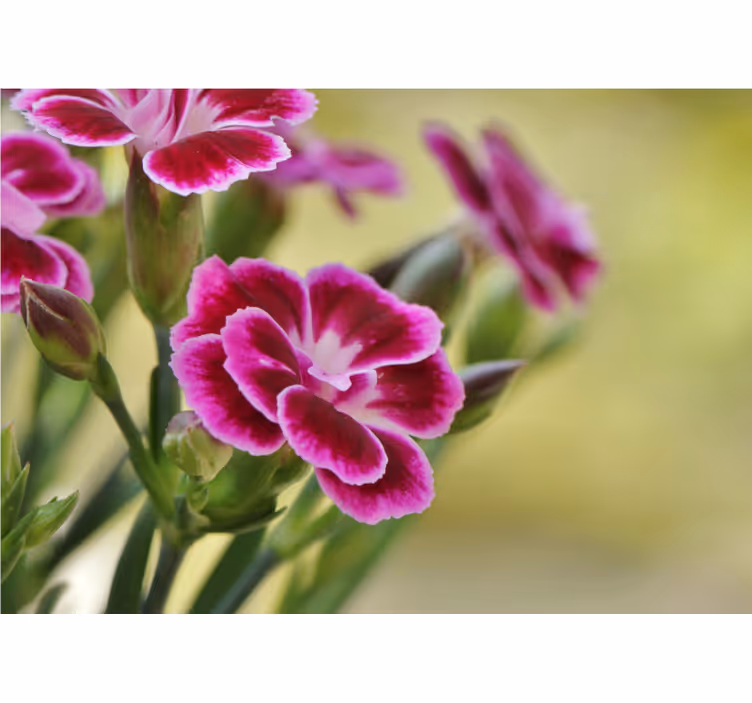 Fotomurale papaveri gioia floreale - TenStickers