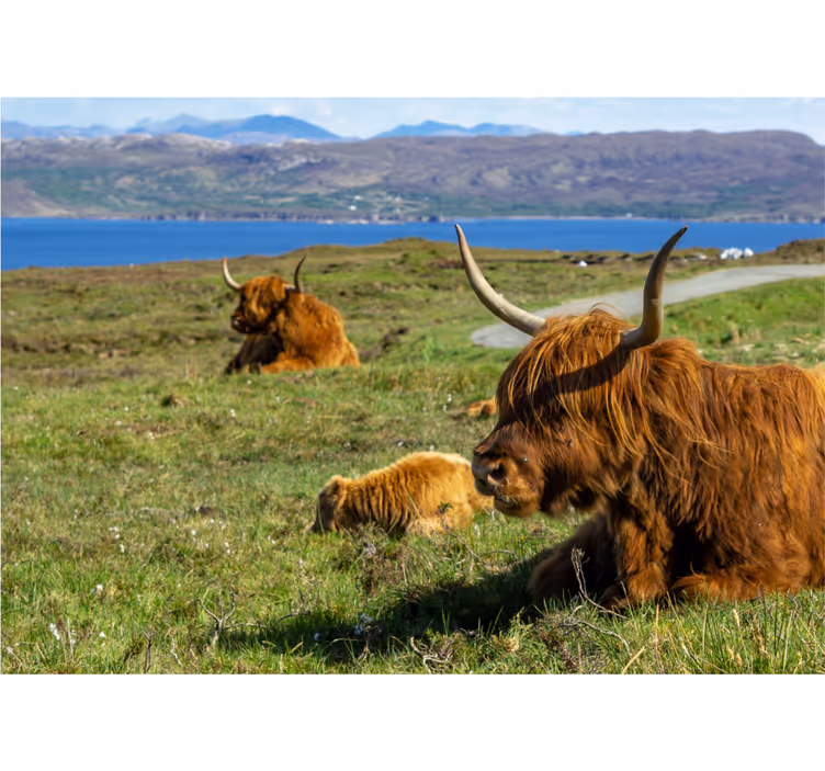 Carta da parati natura bovini delle highlands - TenStickers