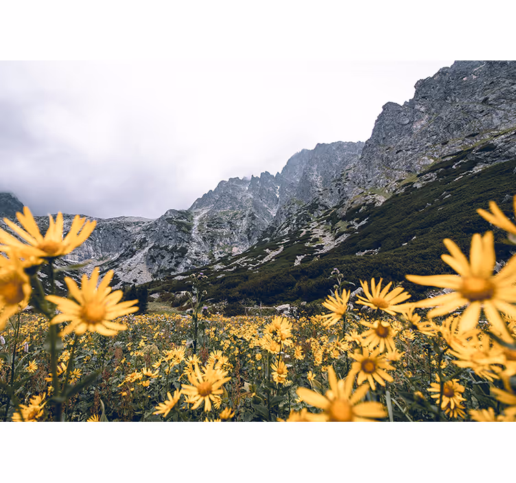 Fotomurale fiori prato di fiori gialli - TenStickers