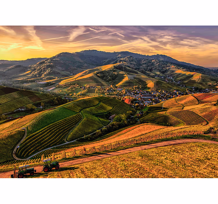 Fotomurale paesaggi vista lussureggiante del vigneto - TenStickers