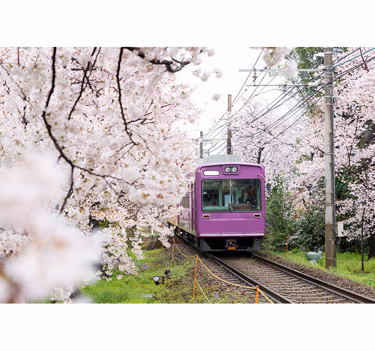 Fotomurale città treno dei fiori di ciliegio - TenStickers
