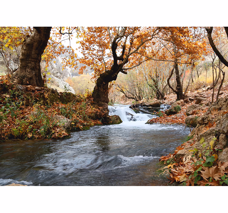 Fotomurali natura serenity del ruscello forestale - TenStickers