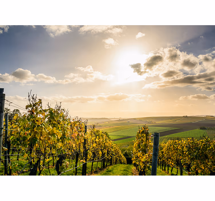 Fotomurale paesaggi vista al tramonto in vigna - TenStickers