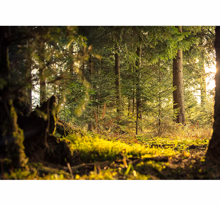 Fotomurale foresta paesaggio verde sereno - TenStickers