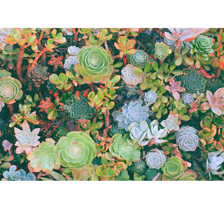 Fotomurale fiori giardino di piante succulente - TenStickers