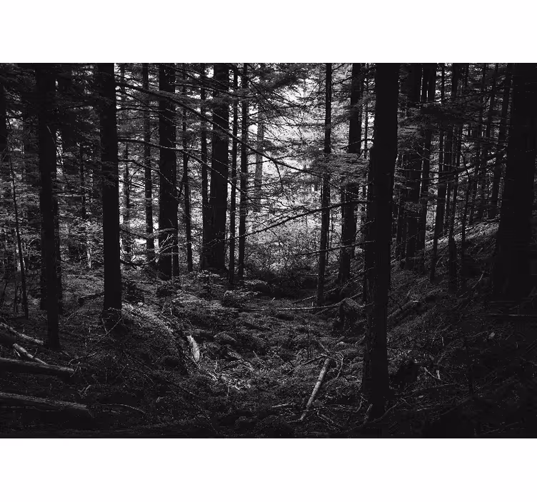 Fotomurale foresta scena della foresta scura - TenStickers