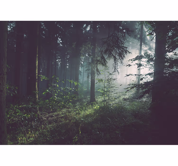 Carta da parati natura paesaggio boschivo verdeggiante - TenStickers
