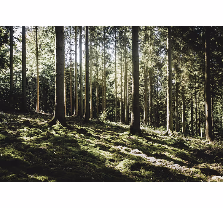 Fotomurale foresta scena di foresta tranquilla - TenStickers