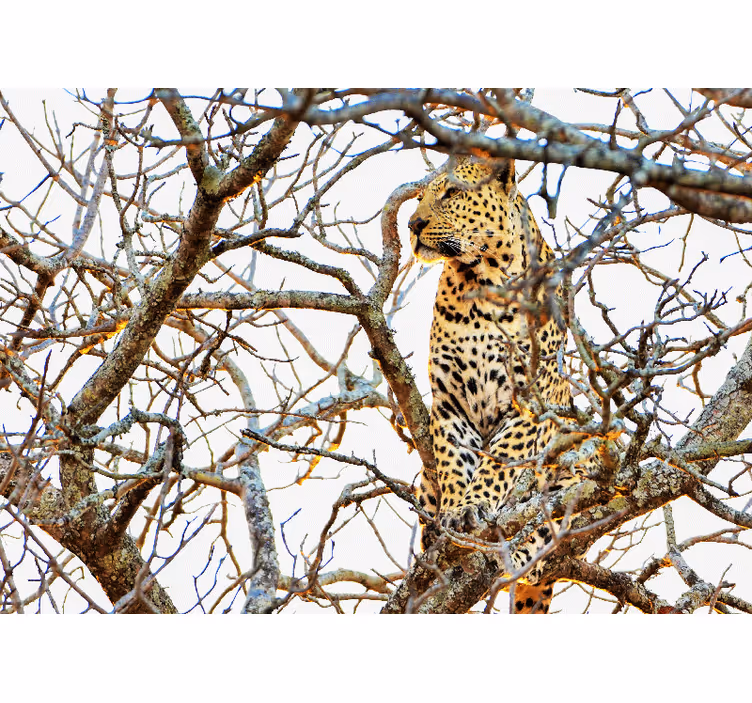 Fotomurali animali diversi leopardo tra i rami - TenStickers
