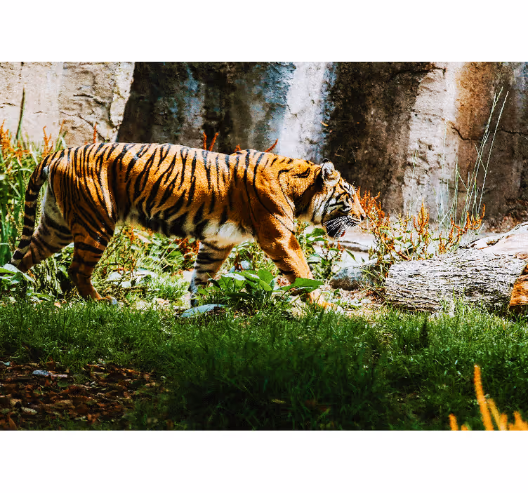 Fotomurale animali tigre maestosa in cammino - TenStickers