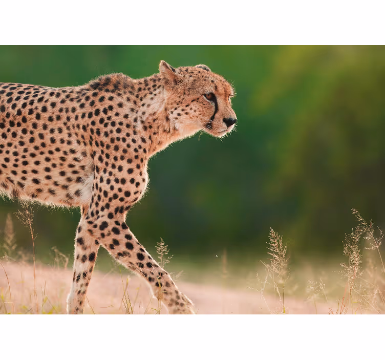Fotomurale animali ghepardo in movimento - TenStickers