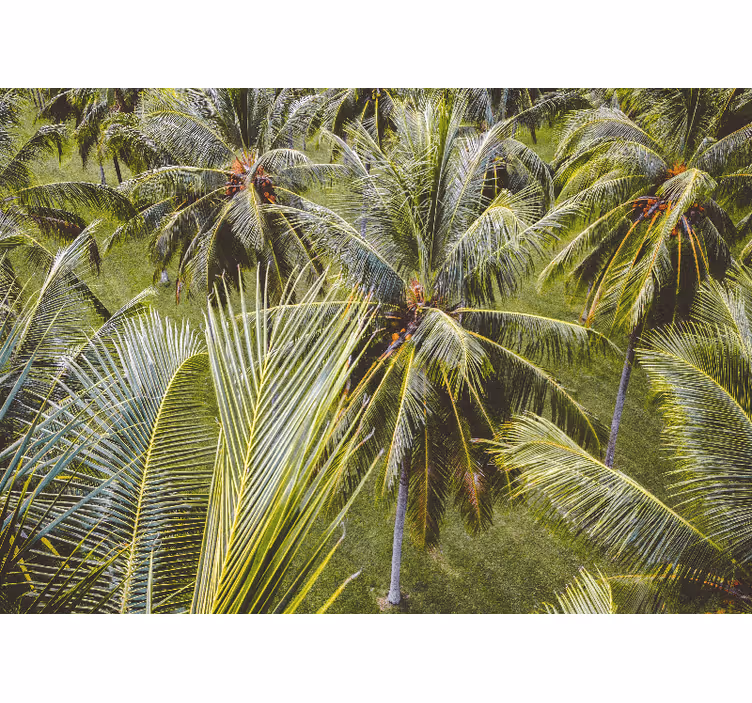 Fotomurali natura fronde di palma lussureggianti - TenStickers