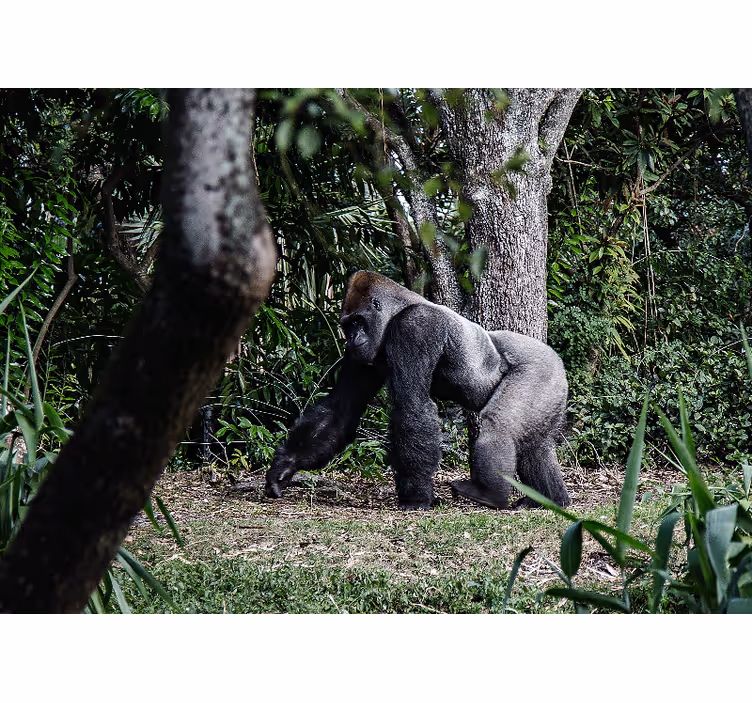 Fotomurale animali gorilla maestoso in passeggiata - TenStickers