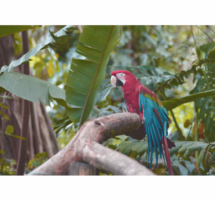 Fotomurali animali diversi pappagallo ara colorato - TenStickers