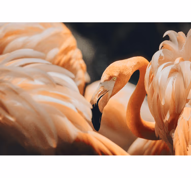 Fotomurali animali diversi scena di flamenco elegante - TenStickers