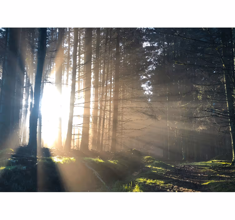 Fotomurale foresta sentiero illuminato nella foresta - TenStickers