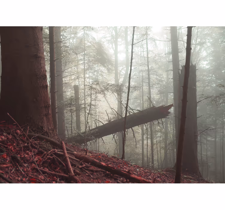Fotomurale foresta vista nel bosco nebbioso - TenStickers