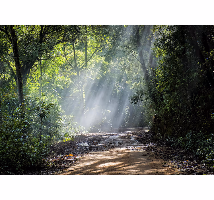 Fotomurali natura sentiero boscoso luminoso - TenStickers