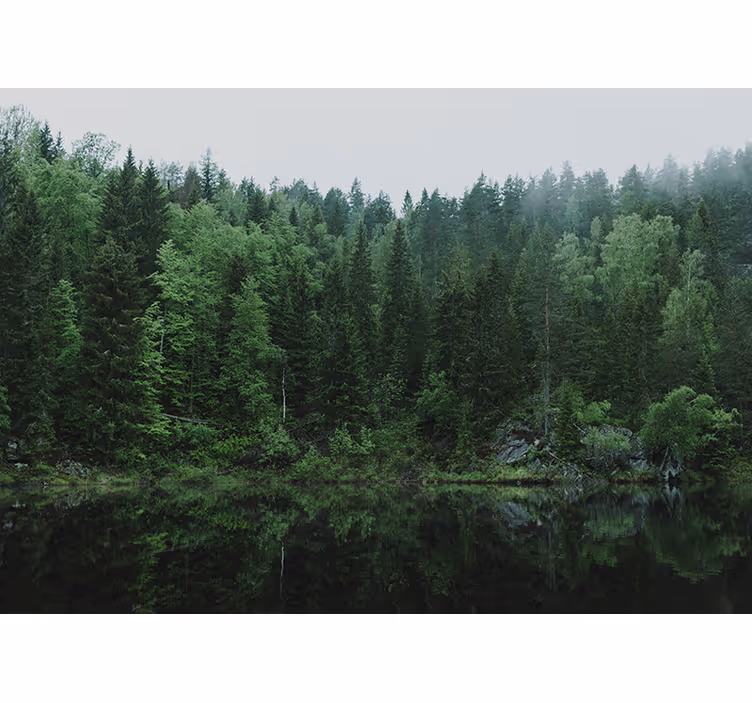 Fotomurali natura riflesso di una foresta tranquilla - TenStickers