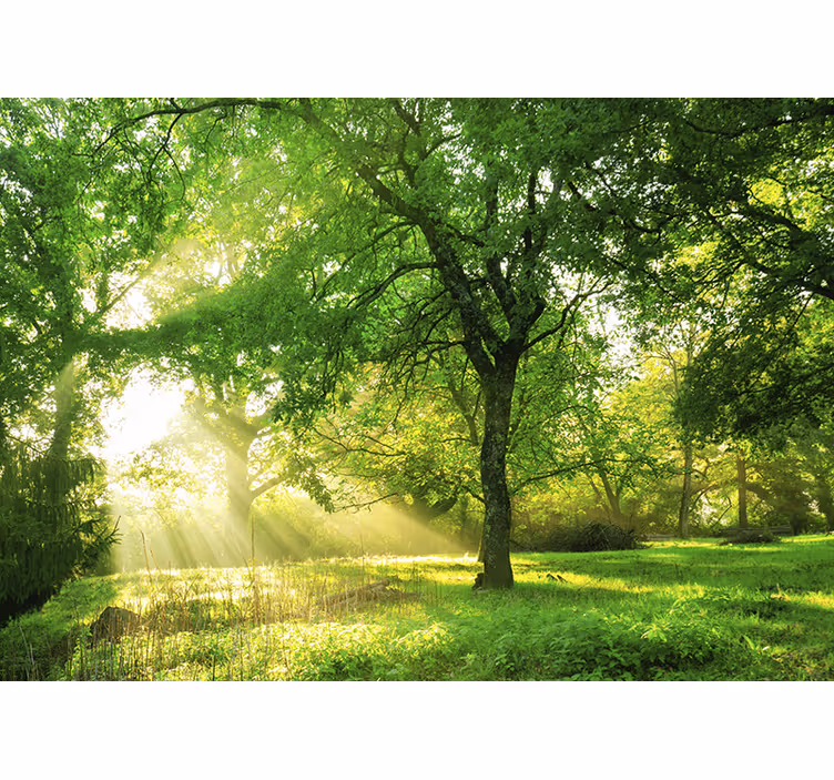 Fotomurali natura scena di verde illuminato - TenStickers