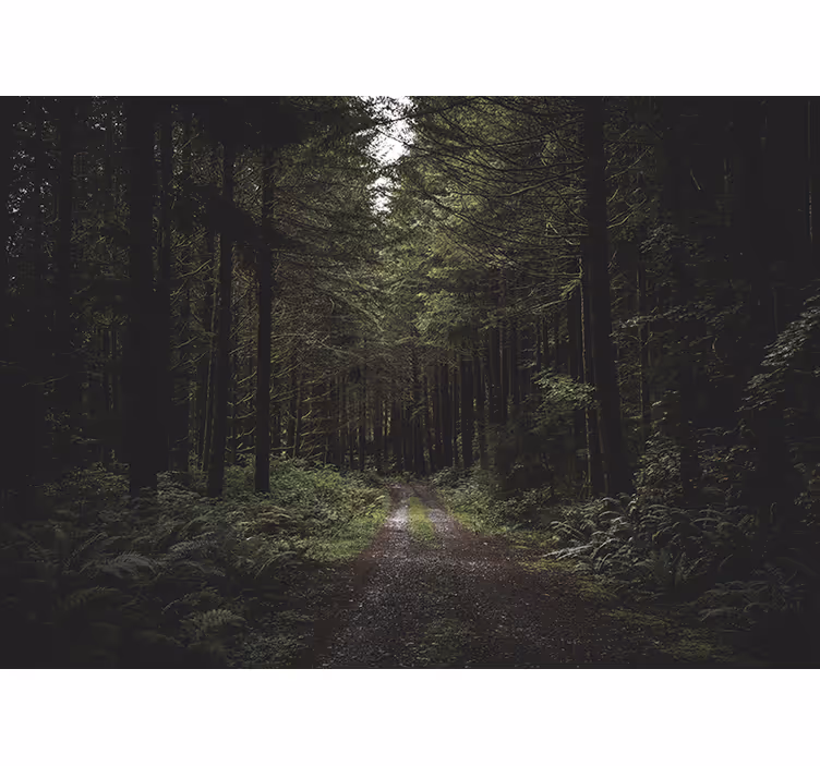 Fotomurali natura sentiero boschivo verdeggiante - TenStickers