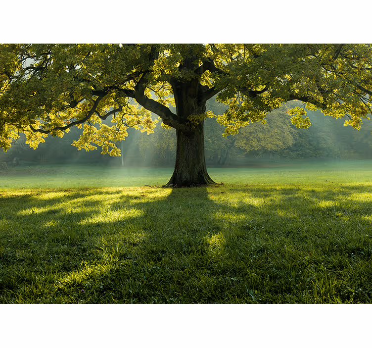 Fotomurali natura silhouette di albero maestoso - TenStickers