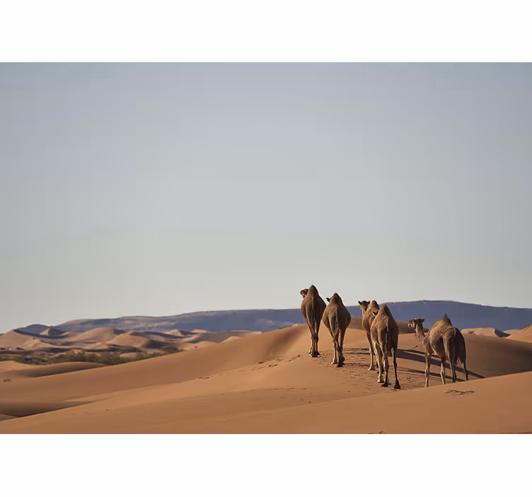 Fotomurale deserto cameli del deserto - TenStickers