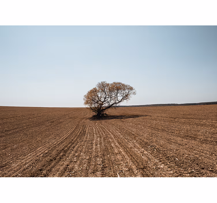 Fotomurali natura paesaggio di alberi solitari - TenStickers